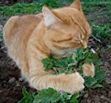 Catnip 250 semi Nepeta cataria crescere il proprio gatto trattare CombSH D74