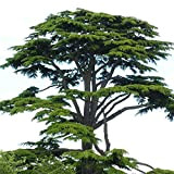 Cedro del Libano"Cedrus libani" pianta in vaso ø13 cm h. 60/70 cm
