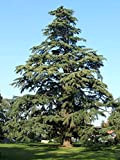 Cedro dell'Himalaya"Cedrus deodara" pianta in vaso ø17 cm h. 50/70 cm