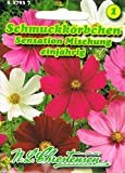 Cestini per gioielli 'Sensation-Mischung' 1 anno, fiori grandi, Cosmea 'Cosmos bipinnatus'