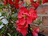 Chaenomeles x Superba - Pianta di mela cotogna giapponese "Red Trail", altezza circa 40-50 cm, per impollinatori, vaso da 3 ...