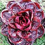 Chicory Grumolo Rosso - Chicory - Radicchio 25+ Seeds - Seeds - Seeds Vegetables