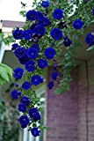 ChinaMarket 100Pcs Blu rose rampicanti Semi, piante rampicanti, semi di fiore cinese semi di fiore