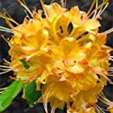 ChinaMarket semi di rododendro fresca, bella pianta rara giardino bonsai semi di fiori 200pcs / bag