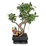 Chinese fig tree - Ficus retusa - 6 years