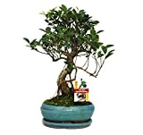 Chinese fig tree - Ficus retusa - 8 years