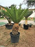 Cicas"Cycas revoluta" palma pianta in vaso ø9 cm