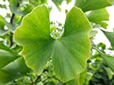 Cimelio organici 5 pc/sacchetto Ginkgo biloba gingko albero di maidenhair semi noci Bonsai cresciute da vaso seme per giardino di ...