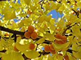 Cimelio organici 5 pc/sacchetto Ginkgo biloba gingko albero di maidenhair semi noci Bonsai cresciute da vaso seme per giardino di ...