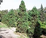 Cinese ginepro (Juniperus chinensis) semi di albero - USA - Bonsai 15,25,50,100