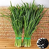 Cinesi della erba cipollina Seeds sano e nutriente verde cibo biologico vegetale Allium tuberosum aglio erba cipollina Semi Heirloom 100 ...