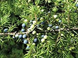 Cinesi Ginepro Juniperus Chinensis 15,50 Seeds (15)