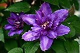 Clematide Rampicante Pianta,Grown Ha Una Postura Aggraziata E Aggraziata,Große Blütenpflanzen sind exquisit mit engen Blütenblättern-1,3Bulbis