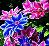 Clematis pianta rampicante-Climbing Clematis Bulbs Clematis Tree Bulbs Piante da giardino Piantare perenni Bulbi da fiore