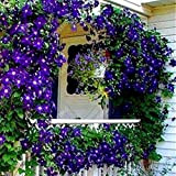 Clematis, semi rampicanti per piante rampicanti per fiori, per casa, ufficio, decorazione viola scuro per donne, uomini, bambini, principianti, giardinieri, ...