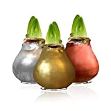 Collezione di bulbi di Amaryllis in cera argento+oro+bronzo, bulbi di grandi dimensioni 26/28, mix esclusivo di piante e fiori dall'Olanda, ...