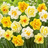 Collezione di bulbi di narcisi profumati (25 bulbi di narcisi), perenni e resistenti, mix di bulbi da fiore dall'Olanda per ...