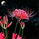 Comprare Lycoris radiata semi di fiore 240pcs della pianta del fiore Lycoris radiata Garden