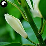 Comprare Magnolia Tree Seeds 100pcs piante Magnolia denudata Per White Flower Yu Lan
