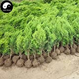 Comprare Sabina Chinensis Albero semi 240pcs piante Tuia Per il cinese Sa Jin Bai
