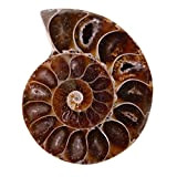 Conchiglia di ammonite 2 pezzi, conchiglia fossile di ammonite, pietre naturali e minerali del Madagascar. Utilizzato per materiale scolastico(4 centimetri)