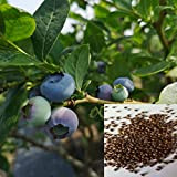 Confezione di semi di mirtillo 50 pz | Piantatura rustica per la casa non OGM Piantine di frutta per giardino ...