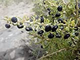 Confezione originale 20 semi / pacchetto, semi di bacche di Goji, nero bacche di Goji, erbe rare wolfberry semi