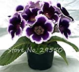 Consiglia 100 Pz Mini Bonsai Gloxinia Semi Indoor Semi Pianta in vaso Splendida Gloxinia fiore per il giardino domestico di ...