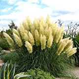 Cortaderia selloana “Pumila” (Erba della Pampas) [Vaso Ø19cm]