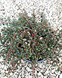 Cotoneaster Procumbens Queen Of Carpets vaso 19 cm (cotognastro)