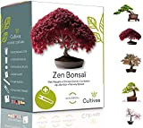 CULTIVEA® Mini - 5 Bonsai Ready-to-Grow Kit - Semi di qualità - Giardino e decorazione - Idea regalo (Mela rossa, ...