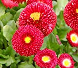 DAISY ROSSO INGLESE - 500 semi - Bellis Perennis Super Enorma Red - PERENNE