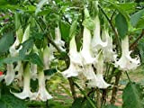 Datura bianca: Mandala Flower Brugmansia Datura Seeds Semi di fiori rari Plantas in vaso Una varietà di colori Decorazione del ...