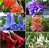 Datura mista: Mandala Flower Brugmansia Datura Seeds Semi di fiori rari Plantas in vaso Varietà di colori Decorazione del giardino ...