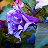 Datura viola: Mandala Flower Brugmansia Datura Seeds Semi di fiori rari Plantas in vaso Una varietà di colori Decorazione del ...