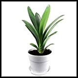 Di purificazione dell'aria pianta Clivia in vaso bonsai - coperta Flower Gardening Boutique Fiore Piante 50 particelle / Bag