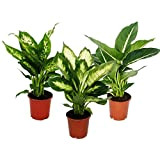 Dieffenbachie - 3° set con 3 versioni, piante da appartamento, piante in vaso per principianti