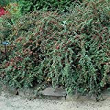 Diffondere Semi Cotoneaster Bush (Cotoneaster divaricatus) 25 + Semi