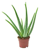 DIXIE STORE Aloe | Aloe Vera 40 cm con fiore in alto aloe vera medicinale | Grande pianta di aloe ...