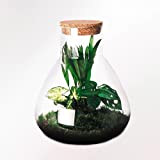 DIY Giardino in bottiglia Sostenibile: Erlenmeyer Medio – Botanisch