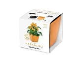 Domestico Set di Habanero per la coltivazione, Habanero growing kit, All-In-One set- Vaso autoinnaffianti 13x13 cm, i semi, il substrato ...