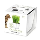 Domestico Set di L´erba gatta per la coltivazione, Cat grass growing kit (Bianco), All-In-One set - Vaso autoinnaffianti 13x13 cm, ...