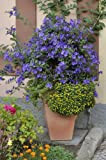Dominik - Pianta e fiori d'enzero, Solanum rantonettii, arbusto blu fiorito, vaso da 12 cm, altezza 20-30 cm