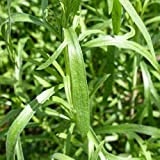Dragoncello (Artemisia dracunculus) Estragone (Semente)