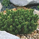 Dwarf Mugo Pine Pinus Mugo Pumilio 20 Tree Seeds.