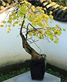 Economici piante bonsai magica antica del fogliame, giallo oro in vaso, Ginkgo Biloba Semi 5seeds / lot
