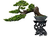 Economici piante bonsai magica antica del fogliame, giallo oro in vaso, Ginkgo Biloba Seeds 5 pezzi