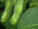 Edamame Midori Giant soia | Biologica certificata | sano | 100 semi freschi