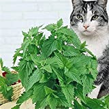 Erba gatta (nepeta cataria) – per gatti (semente)-adatti per la semina a terra