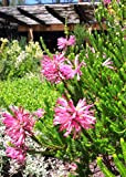 Erica Verticillata ~ Pink Marsh Heath ~ stupefacente tropicale arbusto ~ 5 Semi rari piccoli ~